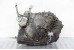 Коробка передач АКПП 2.0 CVT 2WD Nissan Qashqai (J10) 2007-2014 310201XF2B (19055)