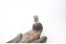 Рычаг передний левый Hyundai Santa Fe (TM) 2018-2023 54500S1050 (10061536)